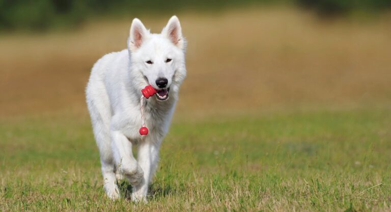 Brinquedos para Cães: Como os Usar