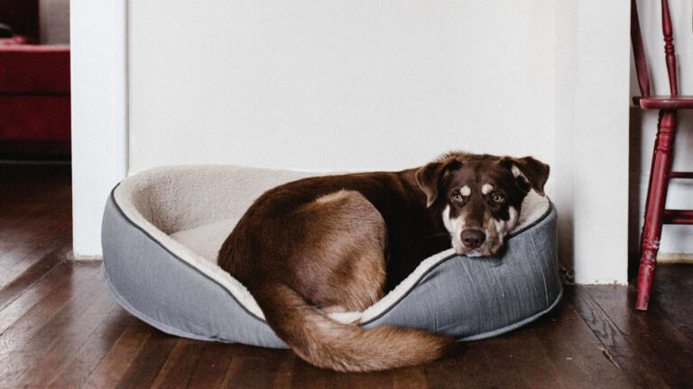 A Arte de Não Fazer Nada: A Super Dica para Cães Ansiosos
