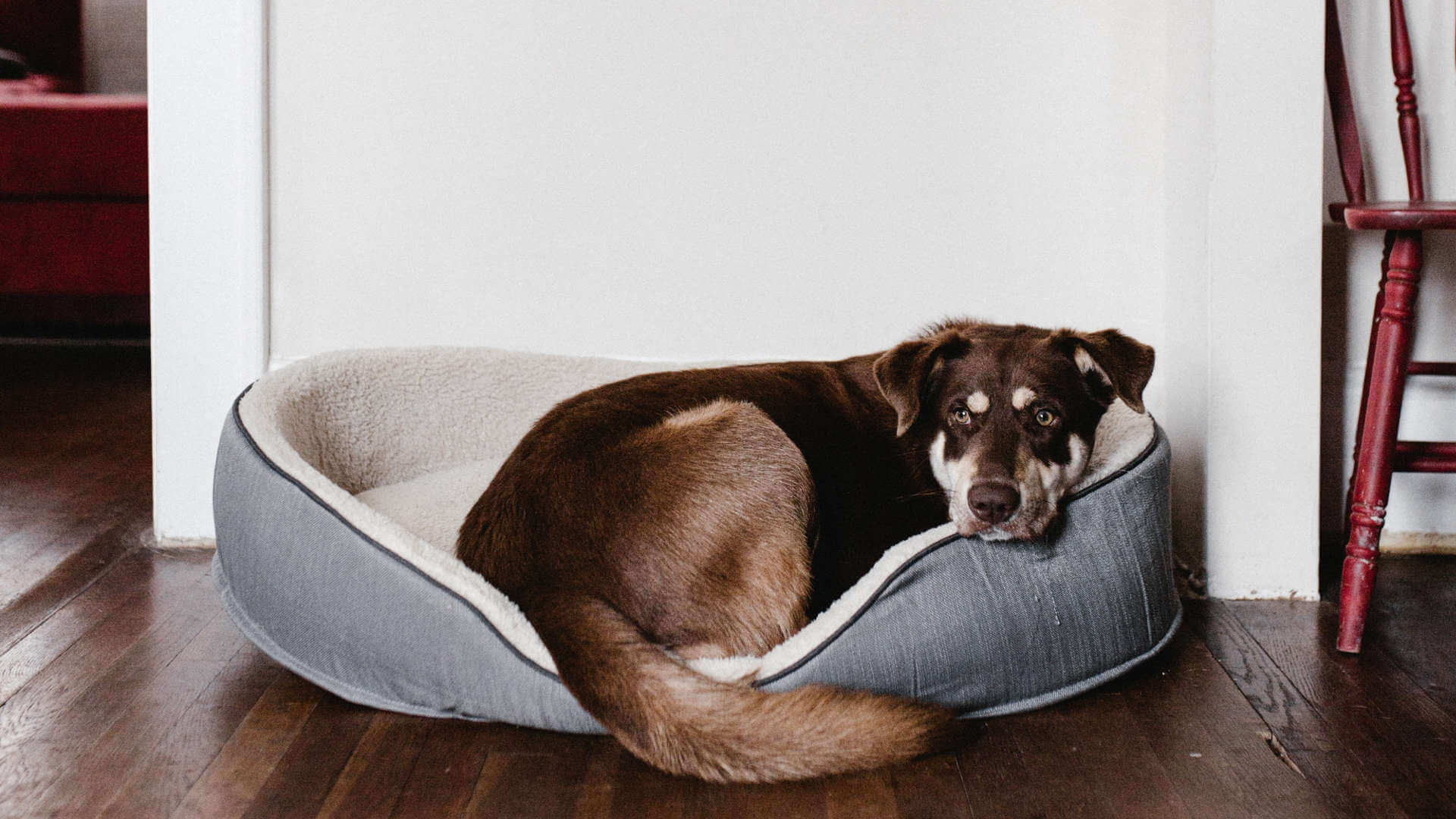 Cão castanho deitado numa cama no chão da sala, tranquilo