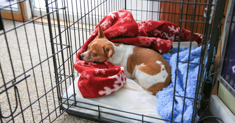 Transportadora para cães: Por que a Deves Usar Agora