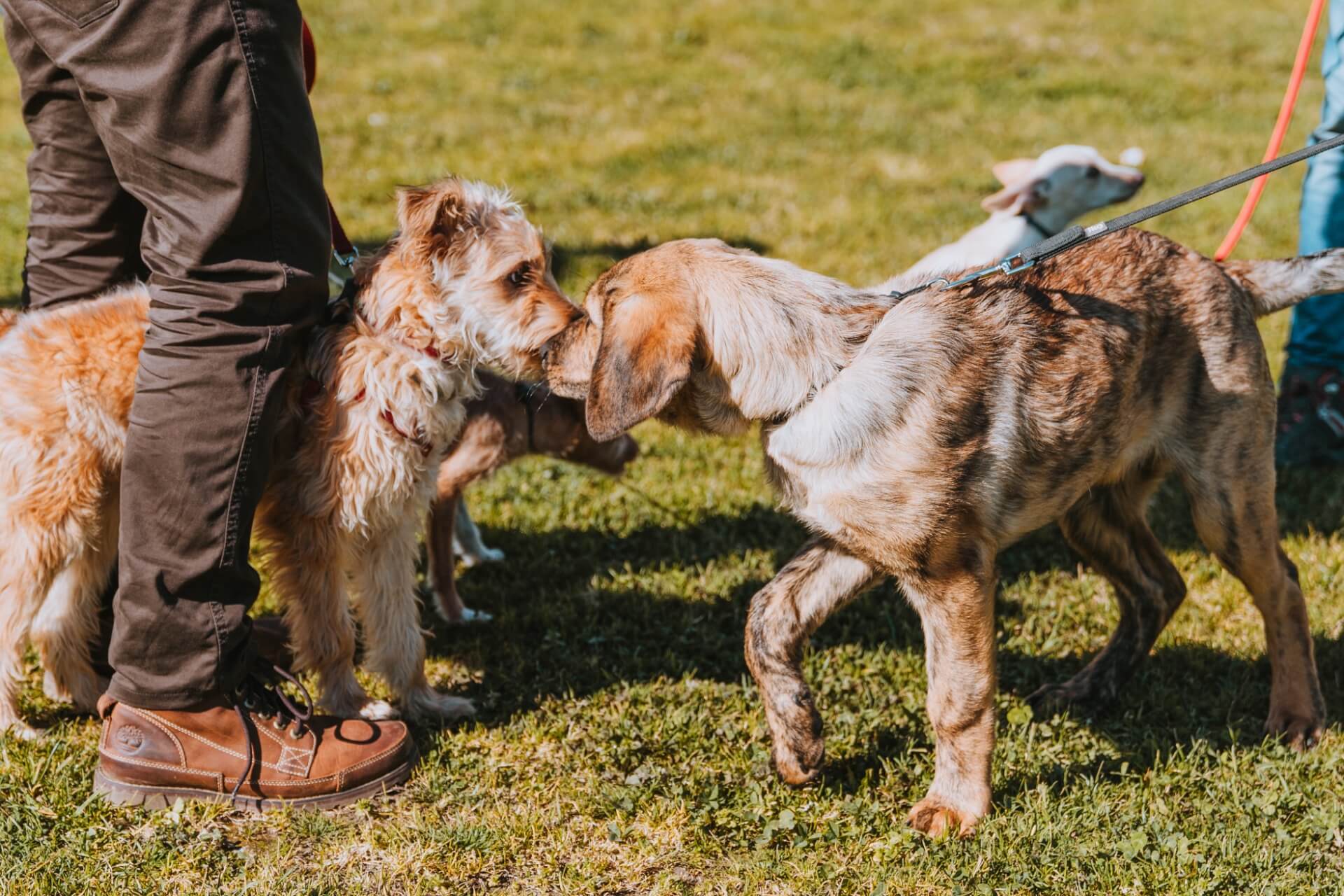 Vários cães à trela a cheirar-se uns aos outros num relvado, ao lado dos tutores