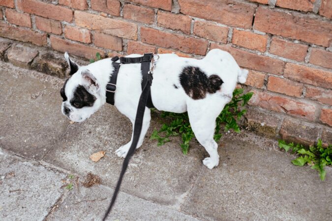 4 Dicas para o Cachorro Fazer as Necessidades no Sítio Certo