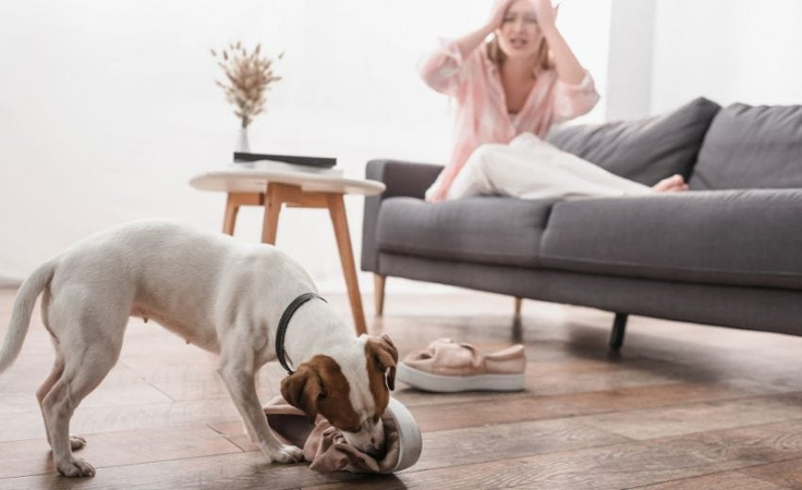 Cão a roer um sapato no chão da sala, com a tutora aflita no sofá
