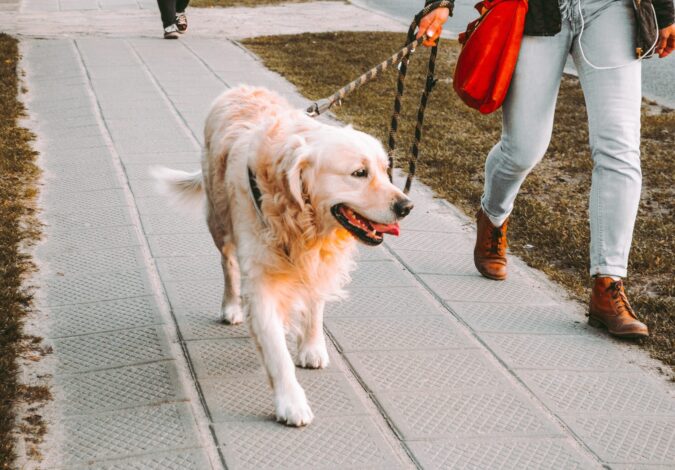 Golden Retriever a passear à trela num passeio, ao lado da tutora