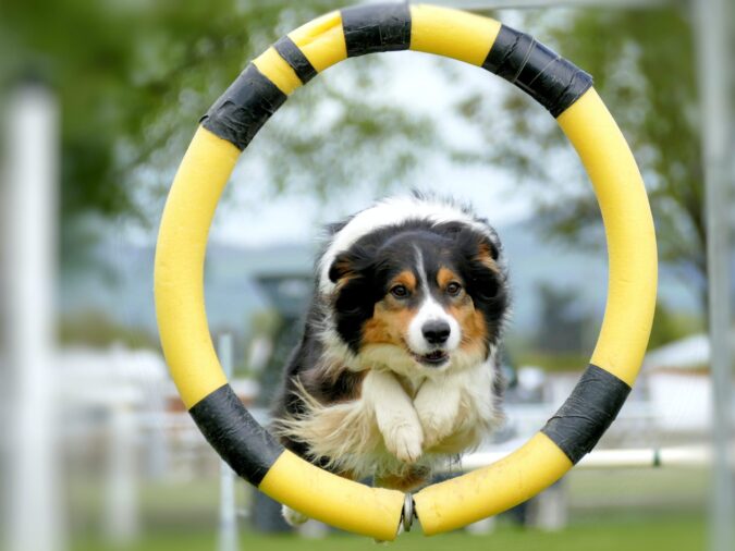 Cão a saltar através de um aro de agility
