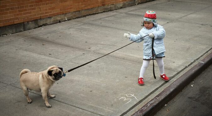 Criança a puxar pela trela um pug que não quer andar