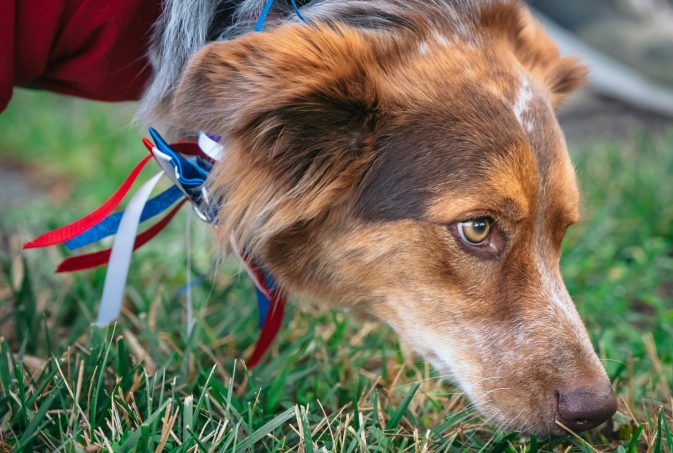 Cão a farejar a relva de perto