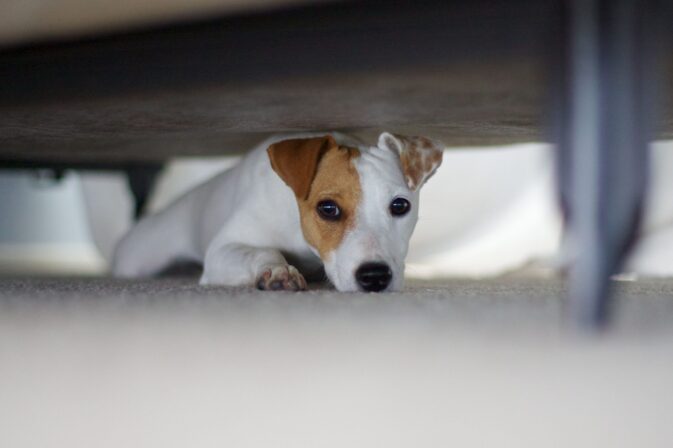 Jack Russell Terrier escondido debaixo de um sofá