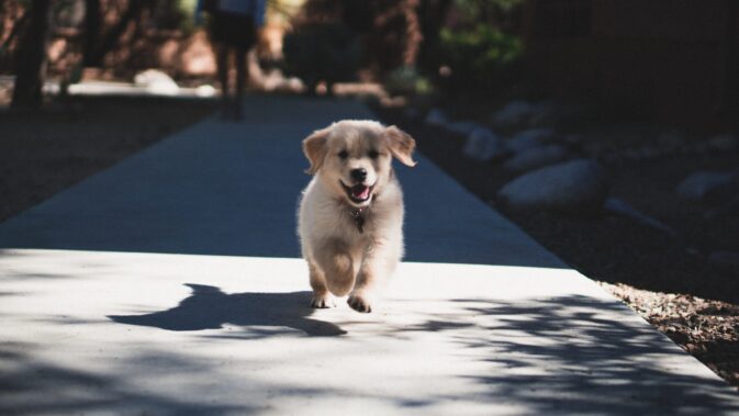 Quando iniciar o treino do meu puppy?