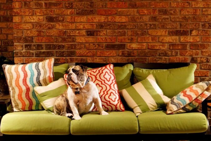 Buldogue sentado num sofá com almofadas coloridas