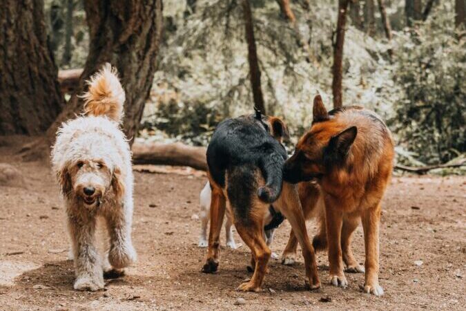 Parques Caninos: Sim ou Não?