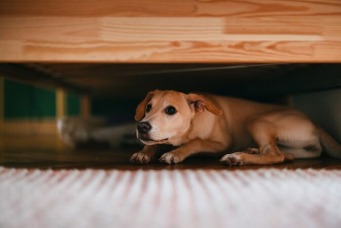 Cão com medo, escondido debaixo de uma cama