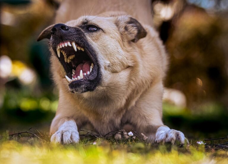 Cão Ladra a Outros Cães na Trela? Porquê e Como Resolver