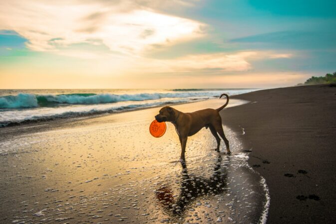Descubra as Melhores Praias para Cães em Portugal