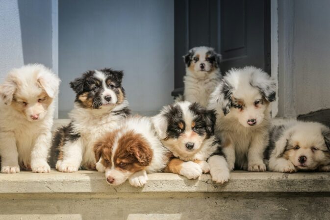 Ninhada de cachorros de Pastor Australiano sentados num degrau à porta de casa