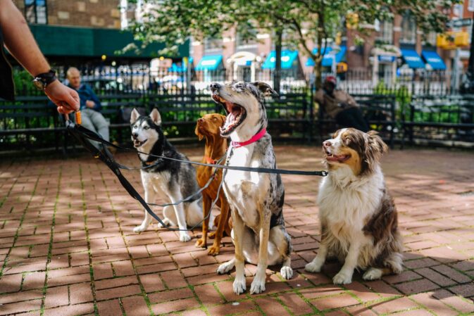 O Segredo para Modificações Comportamentais Eficazes: Abordagem Holística do Treino Canino
