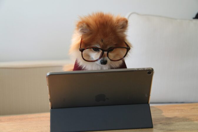 Cão pequeno de óculos em frente a um tablet