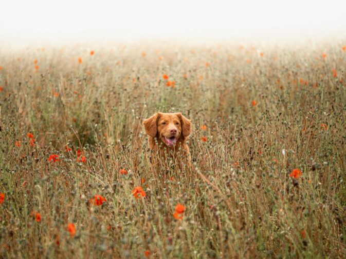 Cão no meio de um campo de ervas altas e papoilas