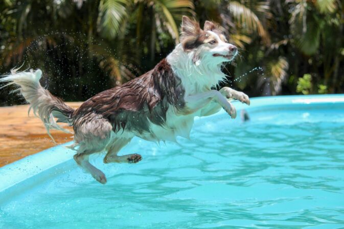 Piscina Segura para Cães: Cuidados Essenciais que Deves Conhecer