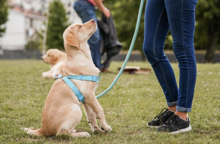 Treino Canino: Como Treinar o Teu Cão de Forma Eficiente