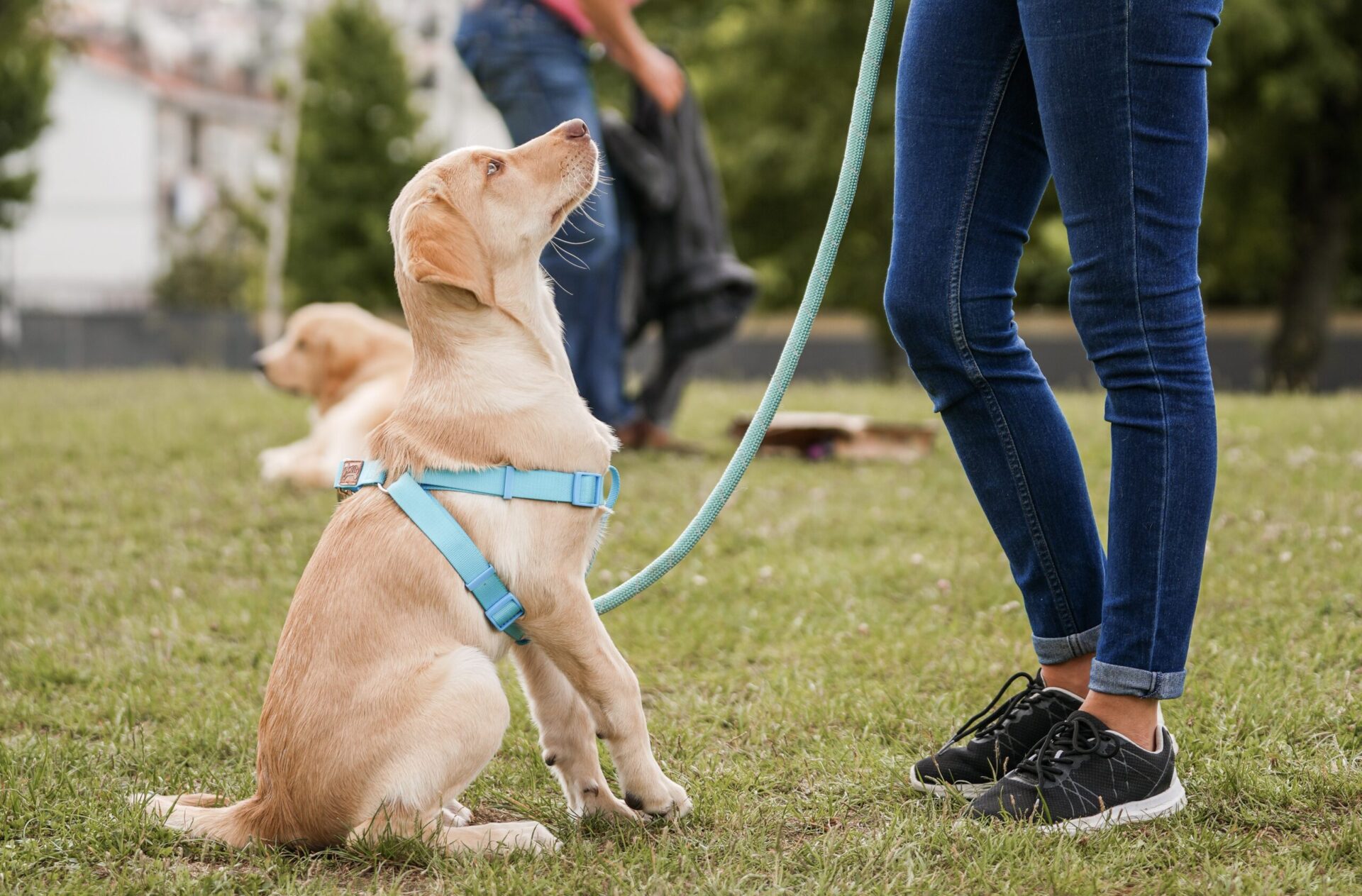 Cachorro de trela e peitoral sentado na relva, a olhar para a tutora