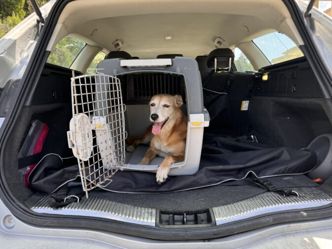 Como Transportar Cães no Carro
