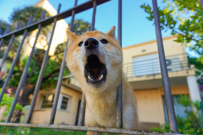 Reatividade nos Cães: Causas, Tipos e Soluções