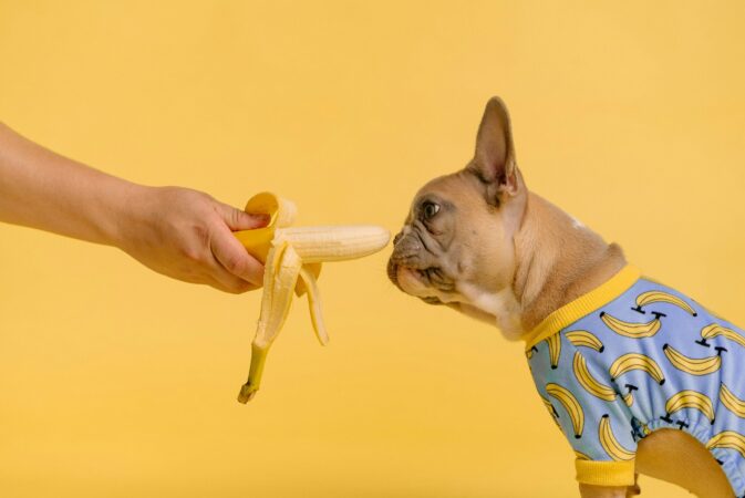 Mão a oferecer uma banana a um buldogue francês