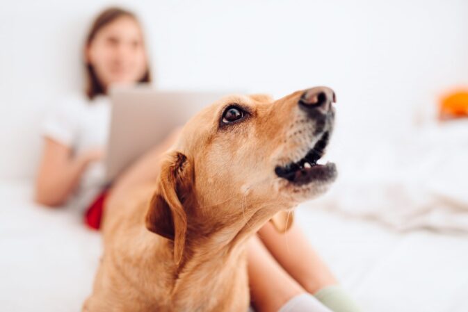 Cão a ladrar dentro de casa, com a tutora ao computador ao fundo