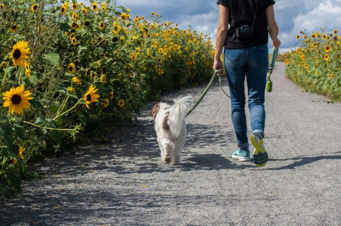 Pessoa a passear um cão pequeno à trela num caminho entre girassóis