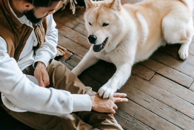 Atividades para Manter o Teu Cão Ativo Dentro de Casa
