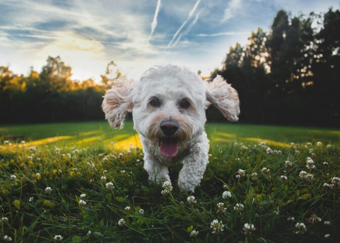 10 Dicas: Como Socializar o Teu Puppy