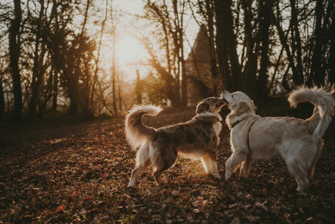 Dois cães a brincar num bosque de outono