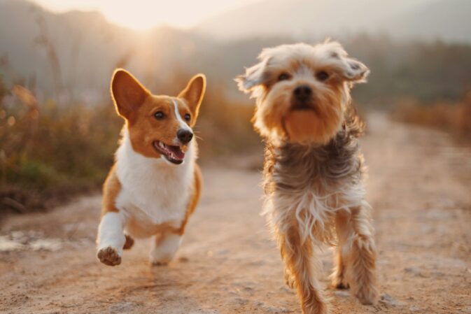 Um corgi e um yorkshire a correr juntos num caminho de terra