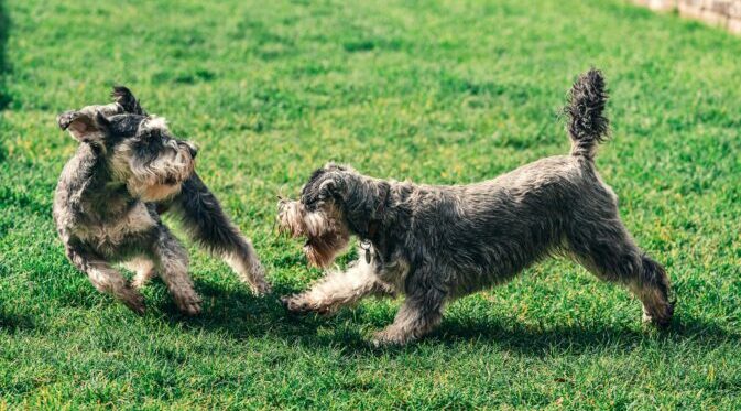 Dois schnauzers a brincar num relvado
