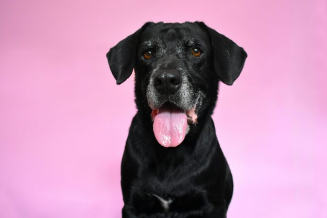 Labrador preto sénior, com o focinho grisalho, em fundo cor-de-rosa