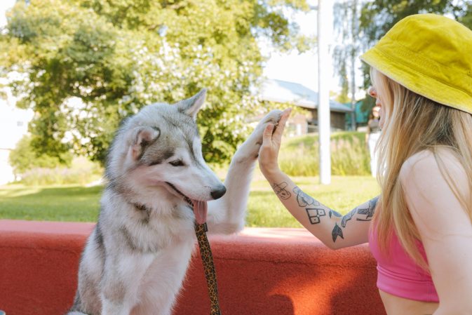 Husky a dar a pata a uma mulher num jardim