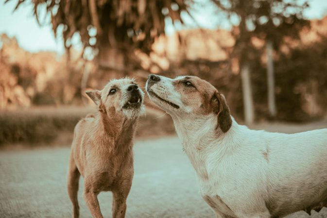 Como Socializar um Cão Adulto que Nunca Foi Socializado