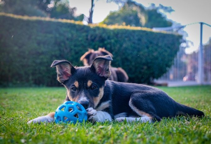Cachorro deitado na relva a brincar com uma bola de borracha azul