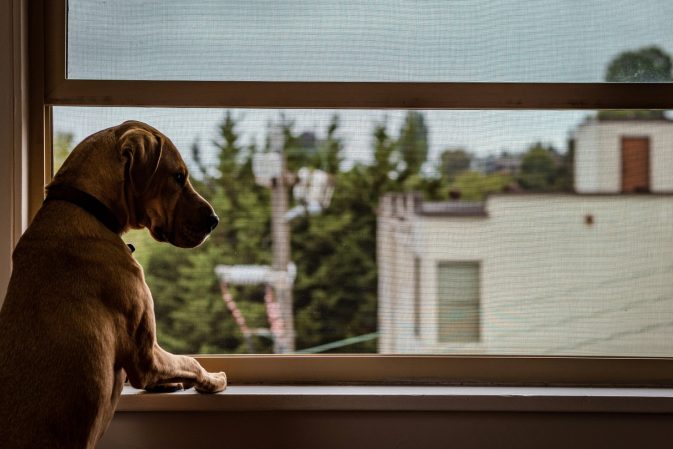 O teu cão passa muito tempo sozinho em casa?