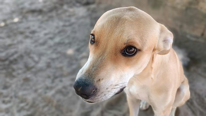 Sinais Subtis de Ansiedade nos Cães que os Tutores Ignoram