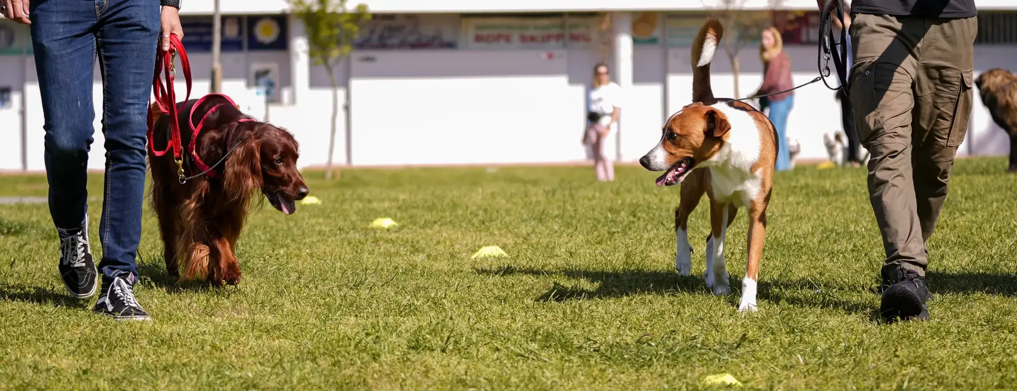 Dois tutores a passear cães à trela num relvado, entre bolas de treino
