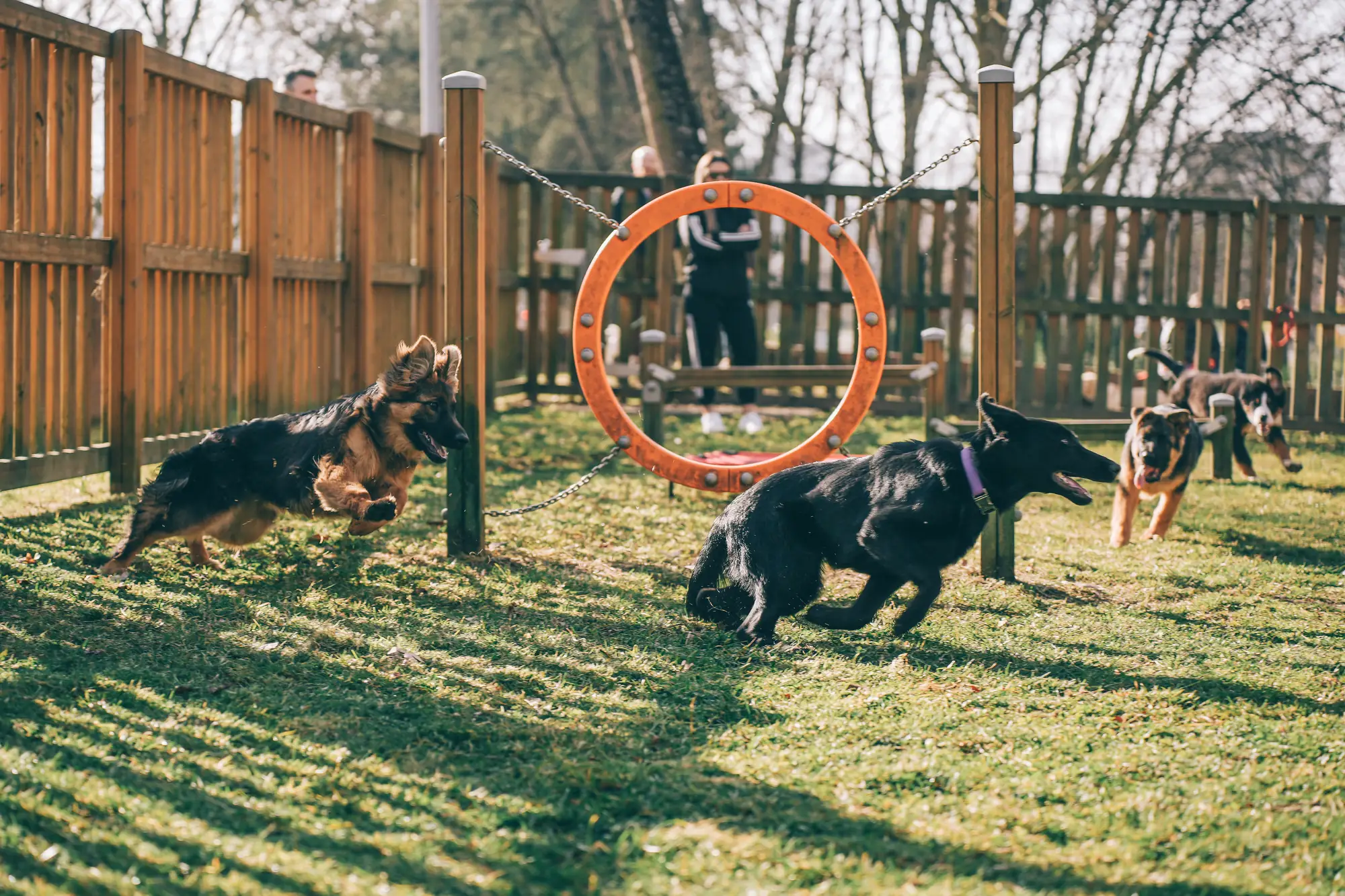 Três cachorros a correr num parque de treino, à volta de um arco de agility