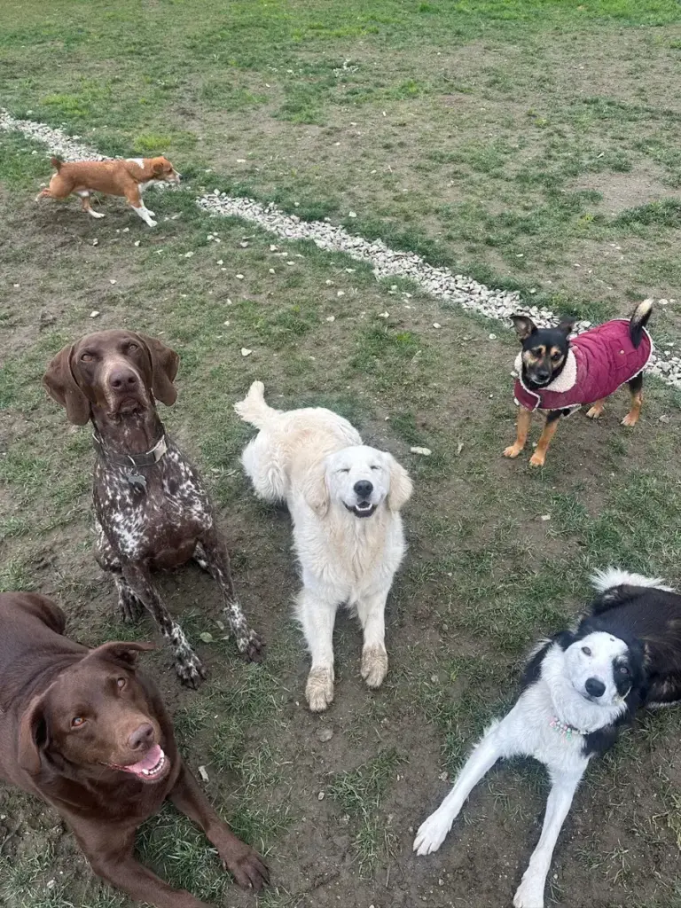 Cães da creche no recreio