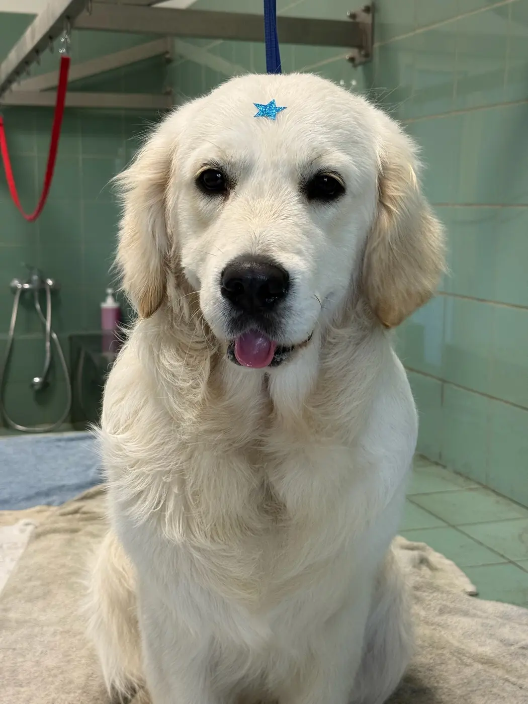 Golden retriever na sala de banho, com uma estrela brilhante na testa