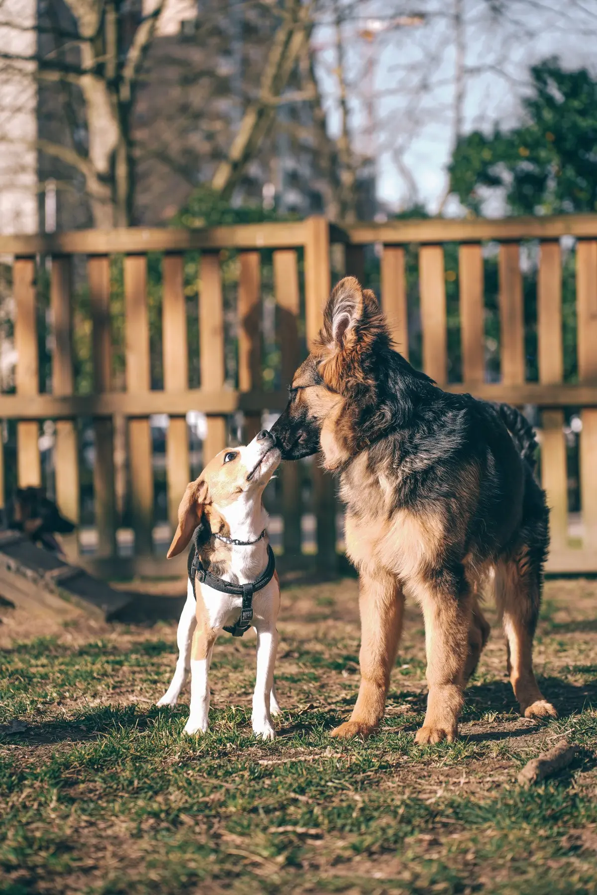 Um beagle e um pastor alemão a cheirar-se num parque com vedação de madeira
