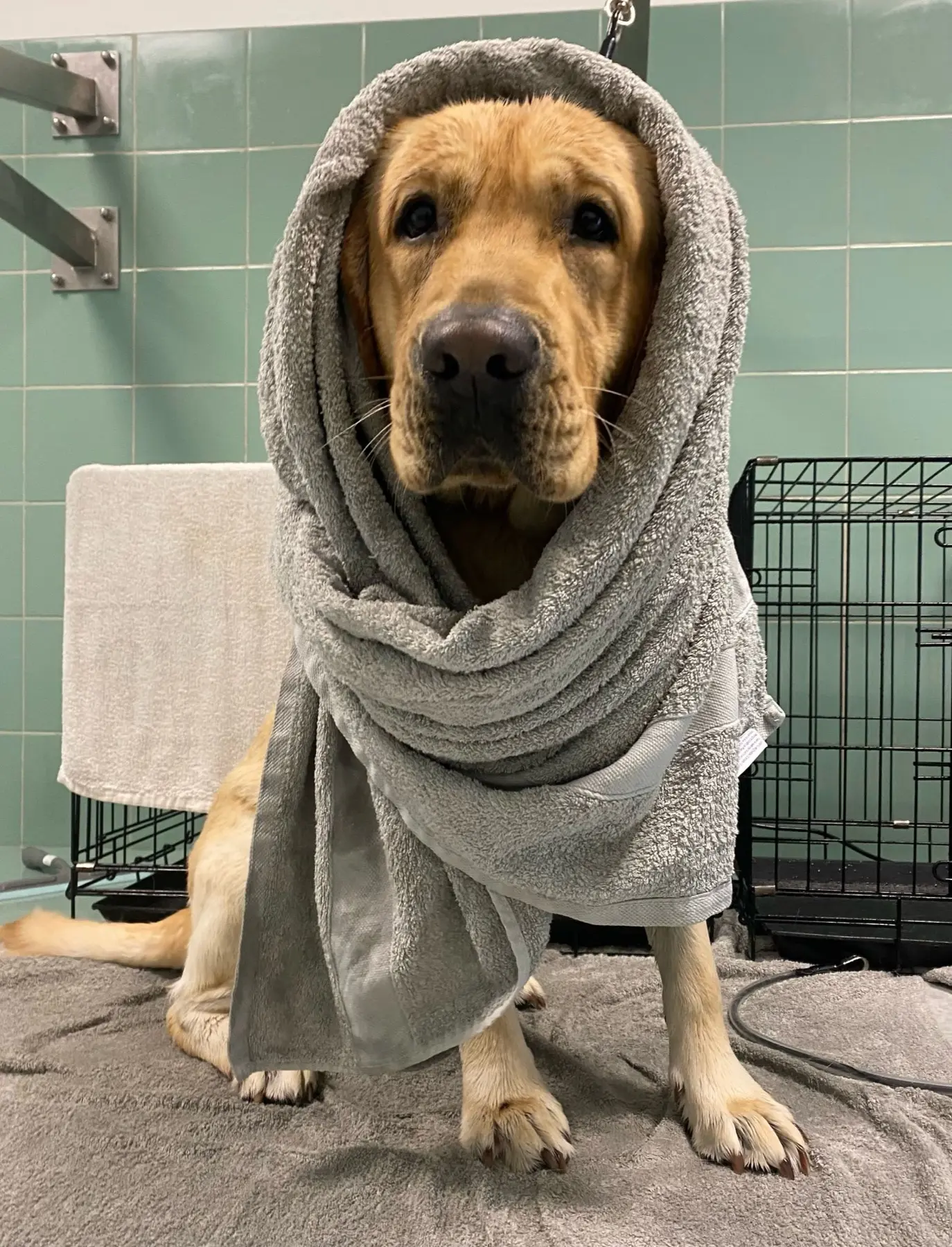 Cão de pelo claro embrulhado numa toalha cinzenta, sentado junto a uma box