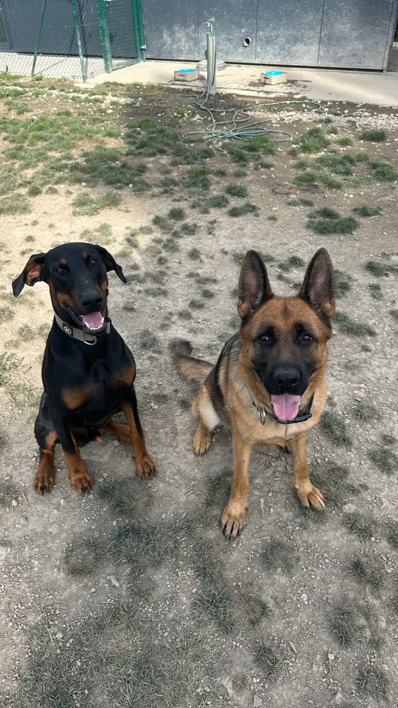 Um dobermann e um pastor alemão sentados lado a lado no parque exterior