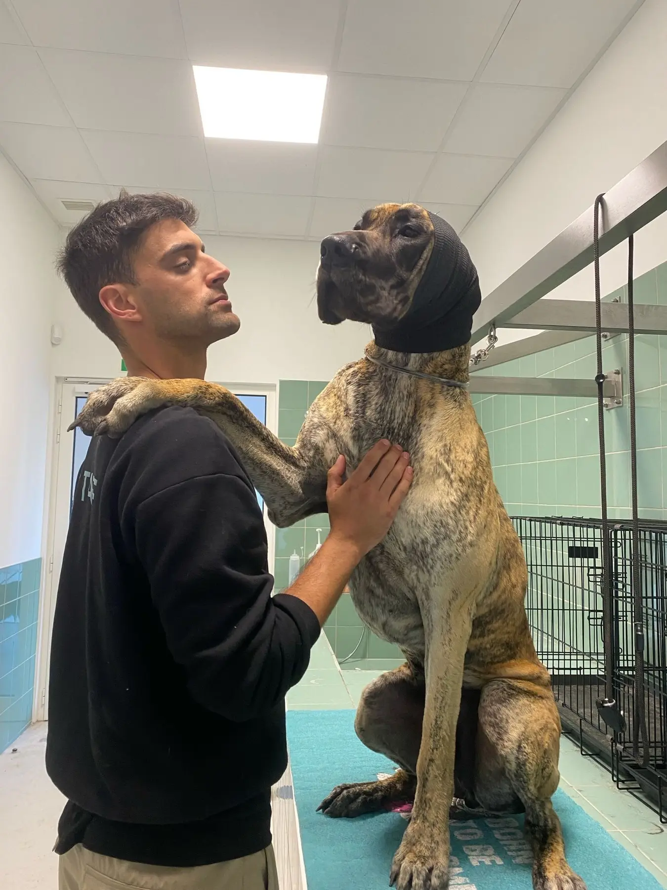 Membro da equipa com um cão grande apoiado no ombro, numa sala com boxes
