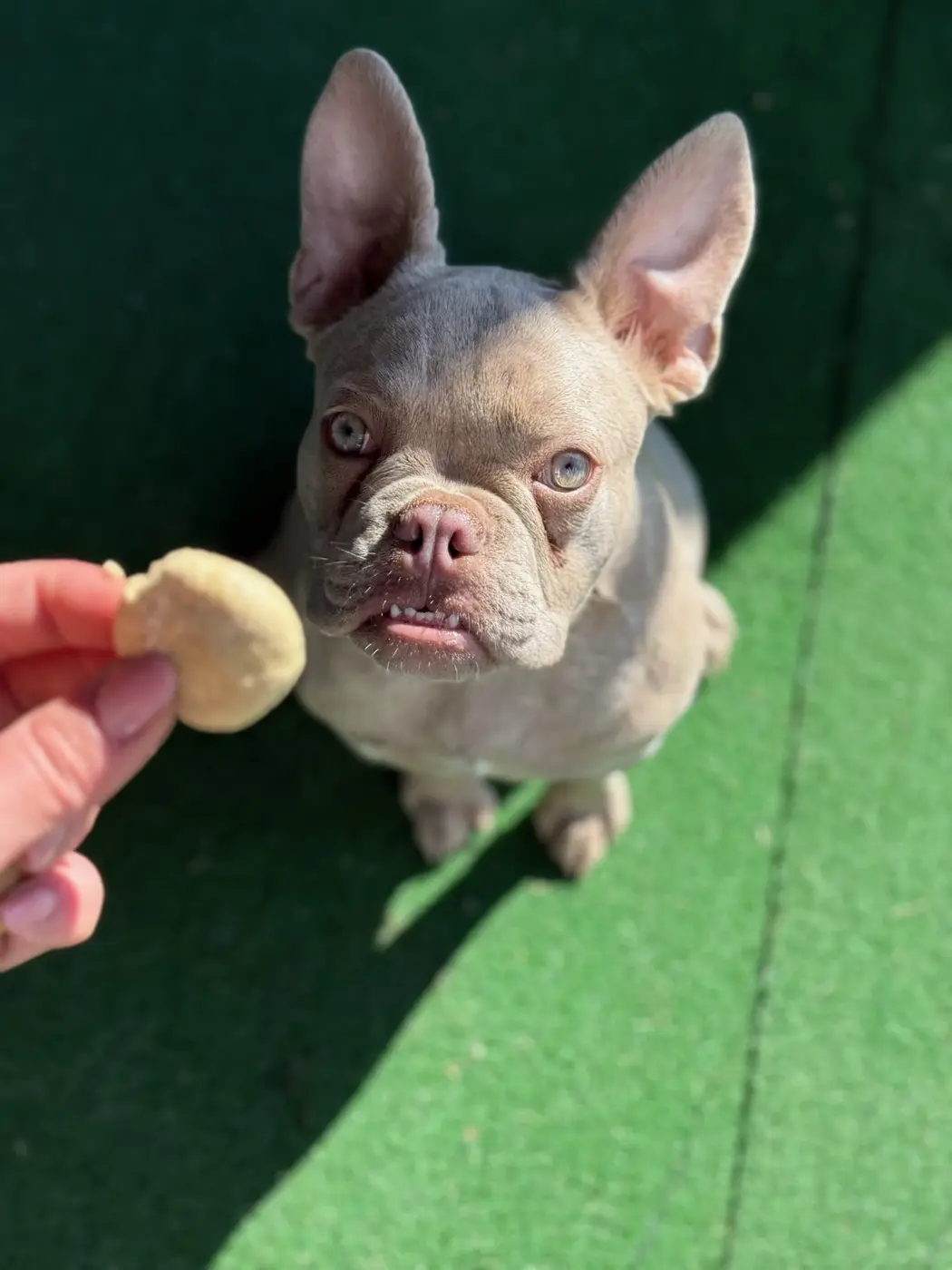 Mão a oferecer um biscoito a um bulldog francês sentado num relvado sintético